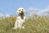 GOLDEN RETRIEVER 369